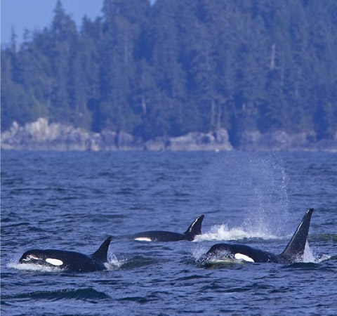 Ucluelet Wildlife Getaway BC Ferries Vacations