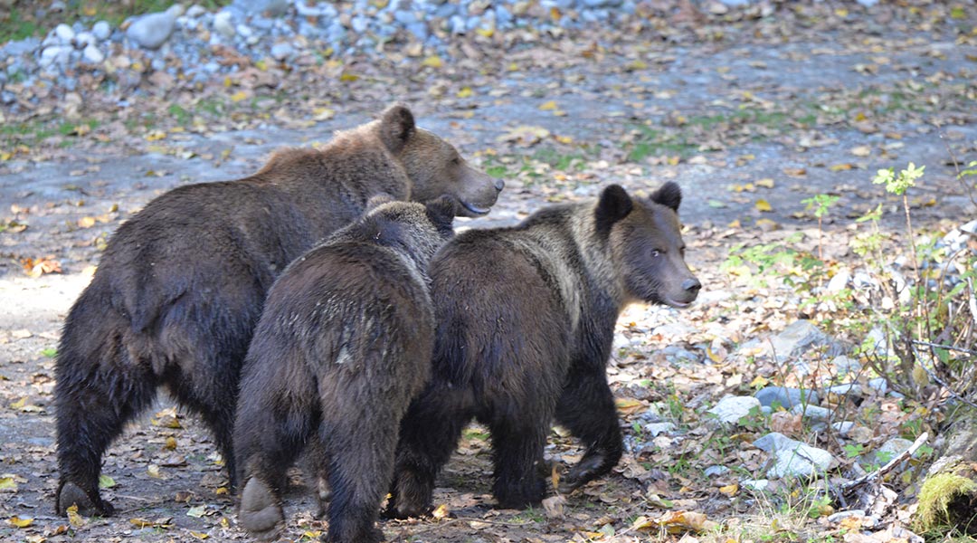 Grizzly Bears Vancouver Island - Homalco Wildlife & Cultural Tours