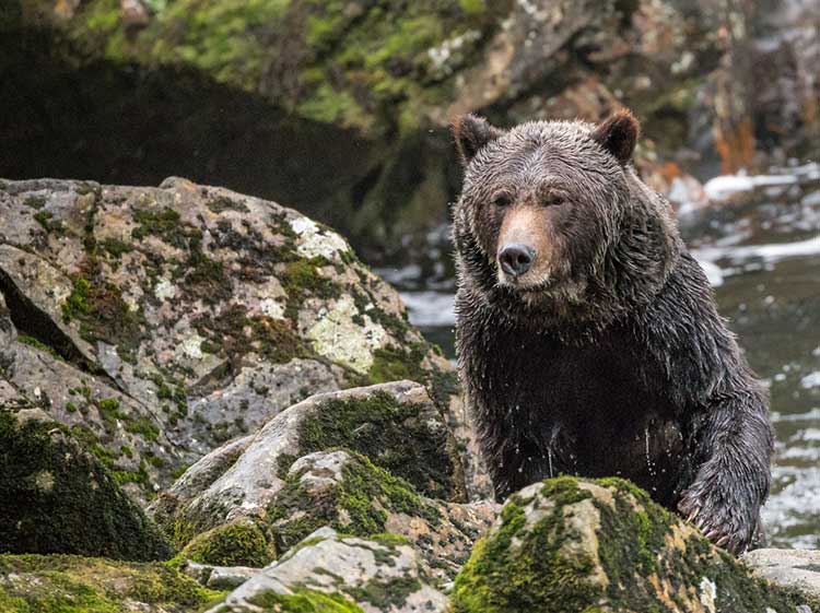 wildlife tours port hardy